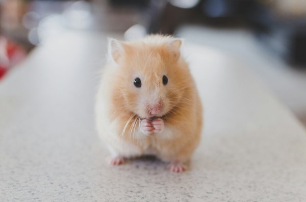 How to Care for a Pet Mouse and Ensure Its Happiness?